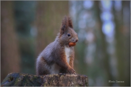 <p>VEVERKA OBECNÁ (Sciurus vulgaris) ---- /Red squirrel - Eichhörnchen/</p>
